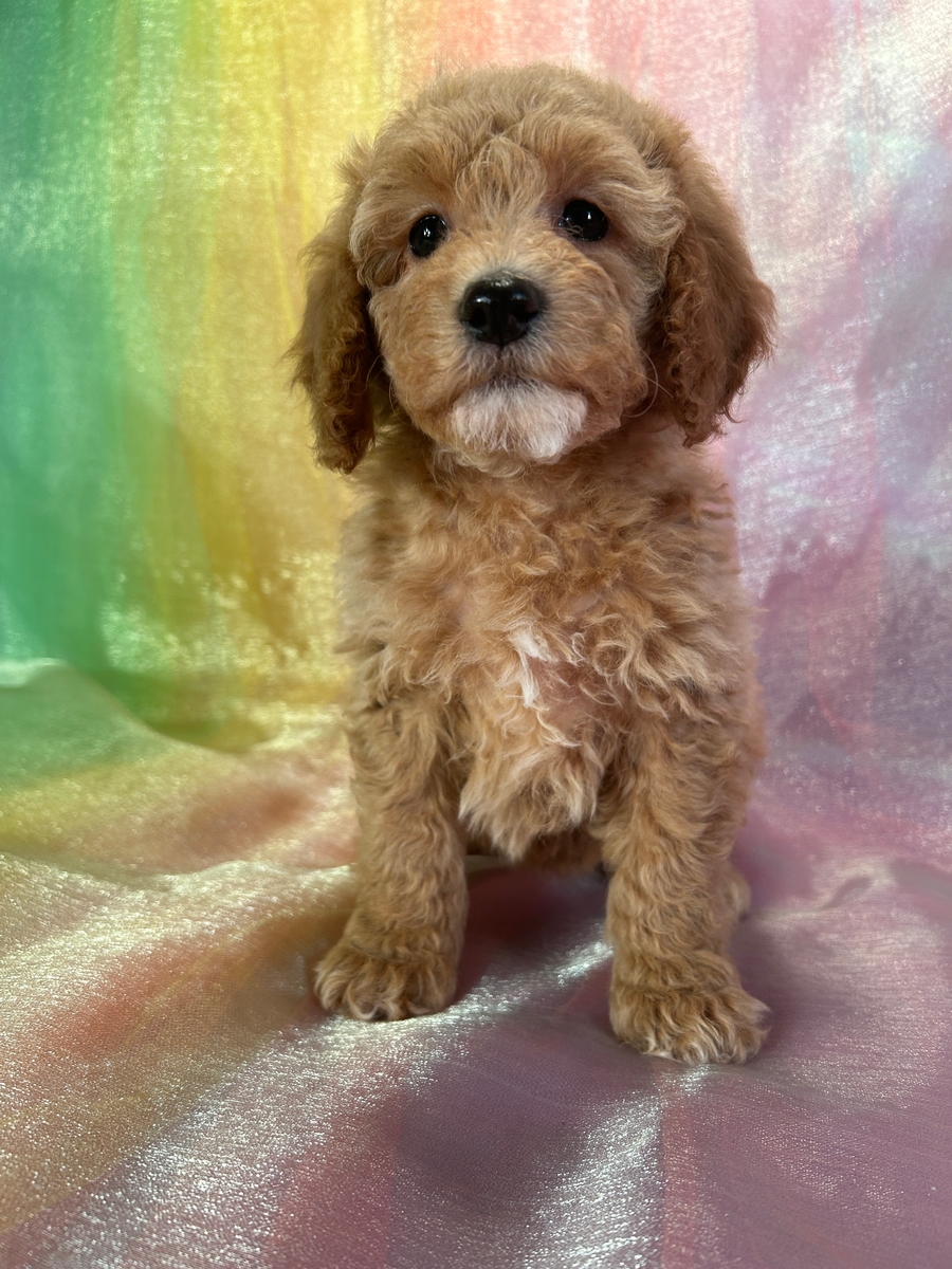 Female F1b Cockapoo Puppy for Sale in North Iowa $950 DOB 10-2-2024